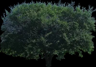 Prairie Expedition® American Elm