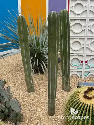 Mexican Fence Post Cactus