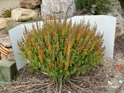 Baptisia