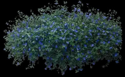 Blue Daze Morning Glory
