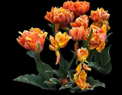 Tulip 'Orange Princess Daouble Late'