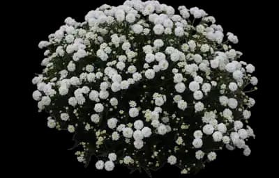 Diadem yarrow