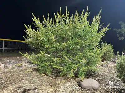 Vitex Chaste Tree
