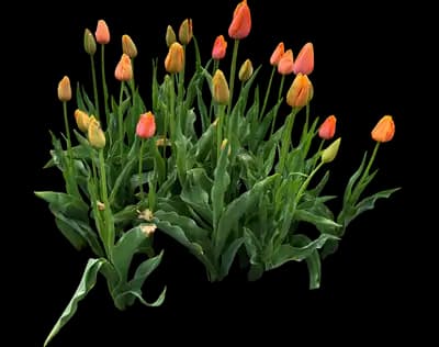 Tulip 'Dordogne Single Late'