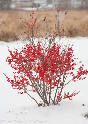 Berry Poppins® Winterberry