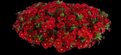 LIA™ Chili Pepper Calibrachoa hybrida