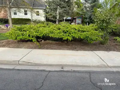 Japanese Snowball Bush