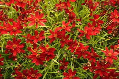 Cherry Lemonade coreopsis