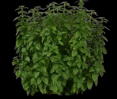 Everleaf Lemon Basil