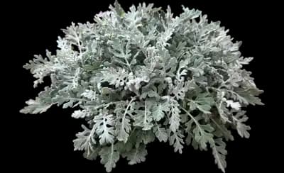 Dusty Miller