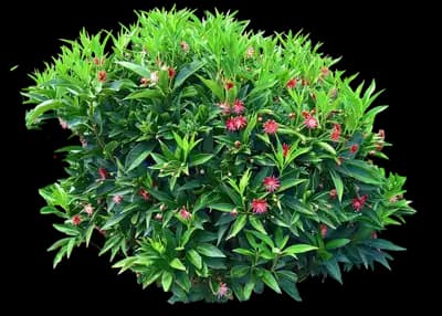 Star Flower Scorpio Illicium