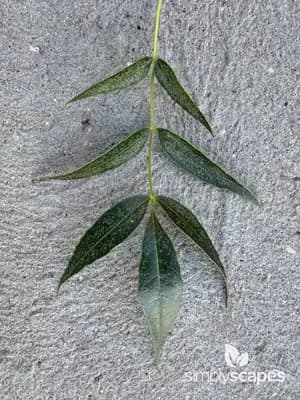Ash Tree (Fraxinus)