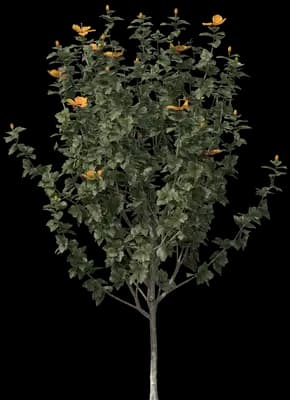 Orange Hibiscus