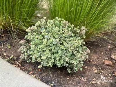 Caucasian Stonecrop