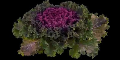 Bright and Early Red Brassica