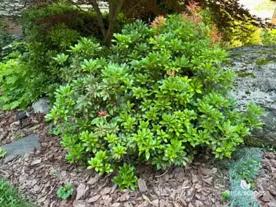 Japanese andromeda (Pieris)