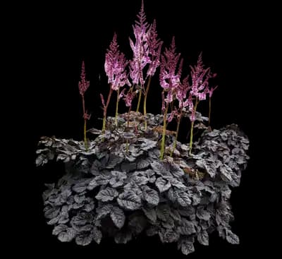 Dark Side of the Moon Astilbe