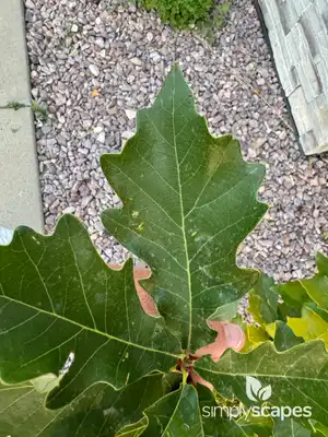 Oak Tree (Quercus)