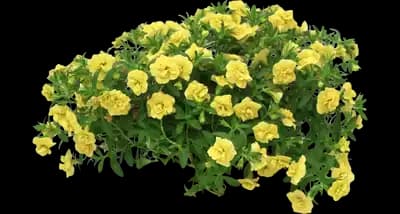 MiniFamous® Neo Double Lemon Calibrachoa