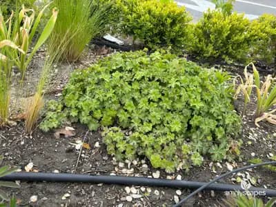 Geraniums
