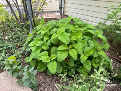 Lemon Balm