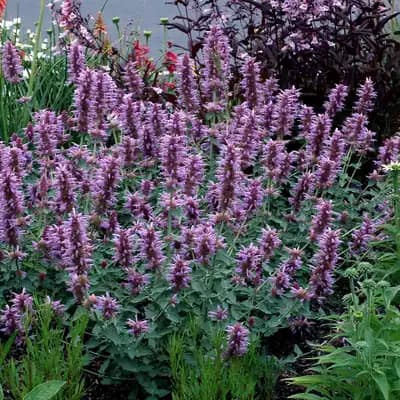 Agastache Kudos™ Silver Blue