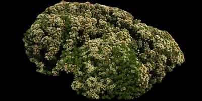 Medusa's head