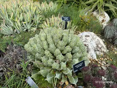 Cow's horn cactus