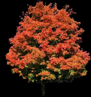 Green Mountain Sugar Maple Tree