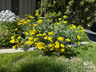 Woolly yarrow