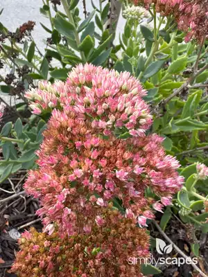 Showy stonecrop