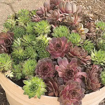 Hens & Chicks Plant