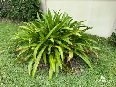 Beach spider lily