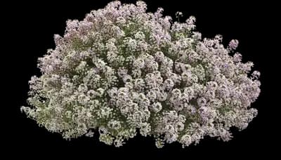 Blushing Princess Sweet Alyssum