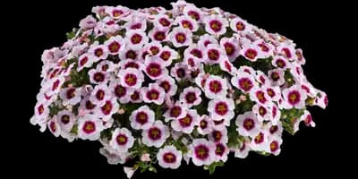 EYECONIC™ Cherry Blossom Improved Calibrachoa hybrida