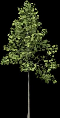 Tuliptree