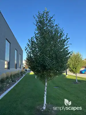 White Birch Tree