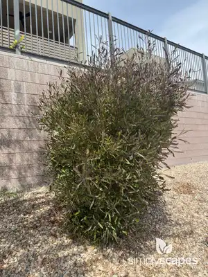 Hopbush