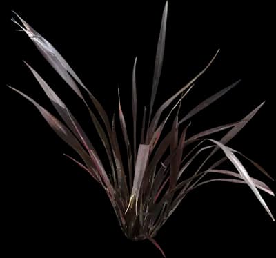 Black Adder™ New Zealand Flax