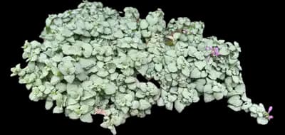 Deadnettle