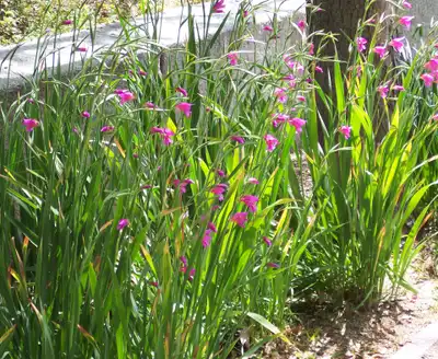 Gladiolus