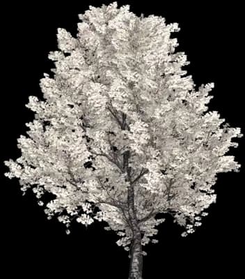 Yoshino Cherry Tree