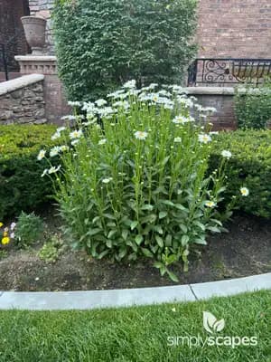 Shasta Daisy (Leucanthemum maximum)