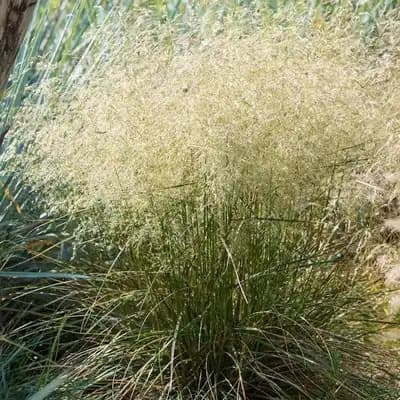 Pixie Fountain Dwarf Tufted Hairgrass Grass