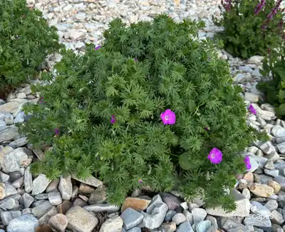 Bloody Crane's-bill