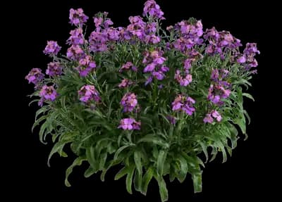 Sunstrong™ Violet Erysimum hybrida