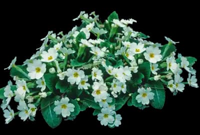 Primrose (Primula)