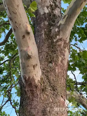 American Planetree