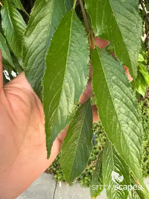 Cherry Tree (Prunus avium)