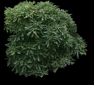 Oriental Paperbush Shrub